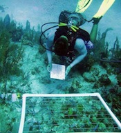 SFS: Turks & Caicos - Marine Resource Management Studies