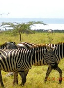 Kenya